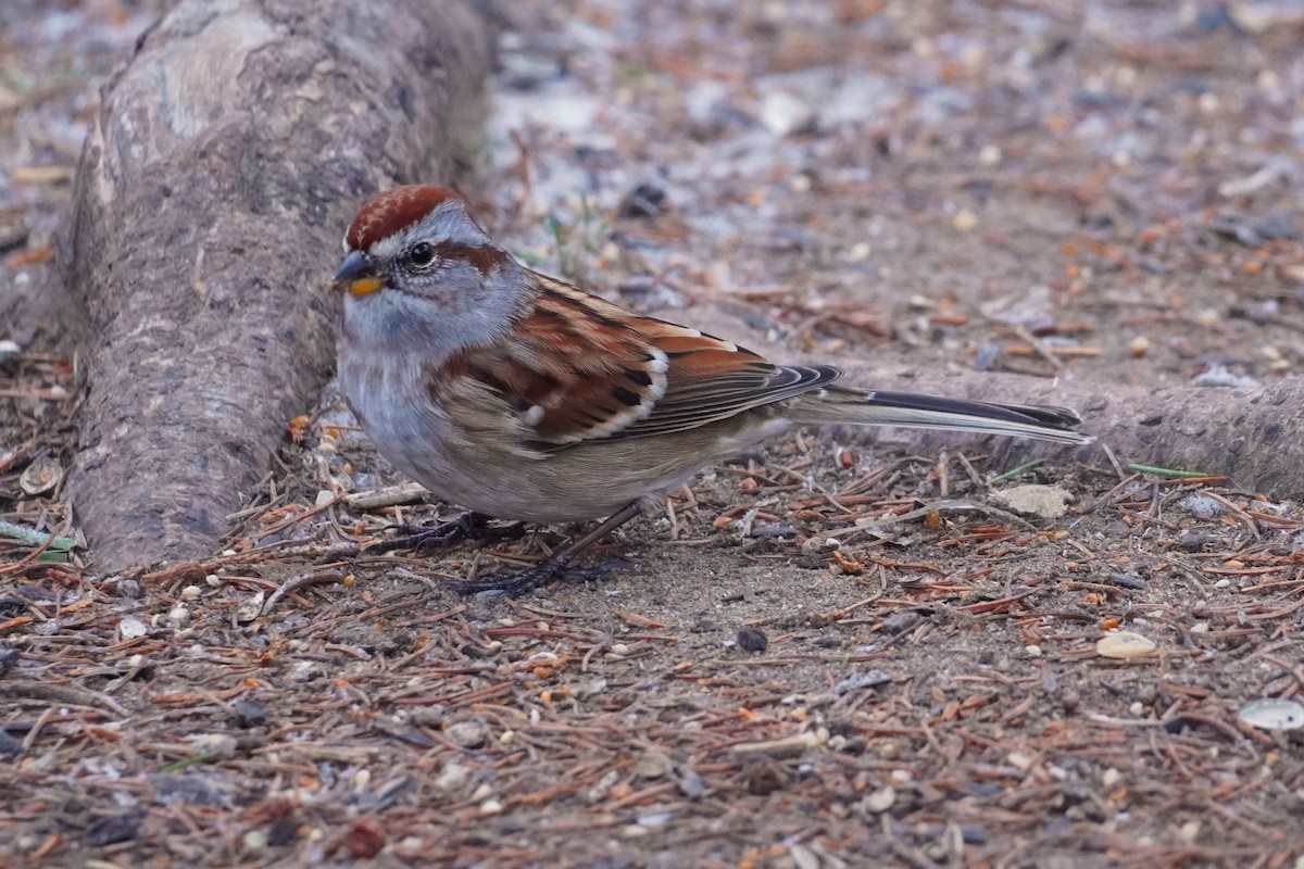 American Tree Sparrow - ML645572275