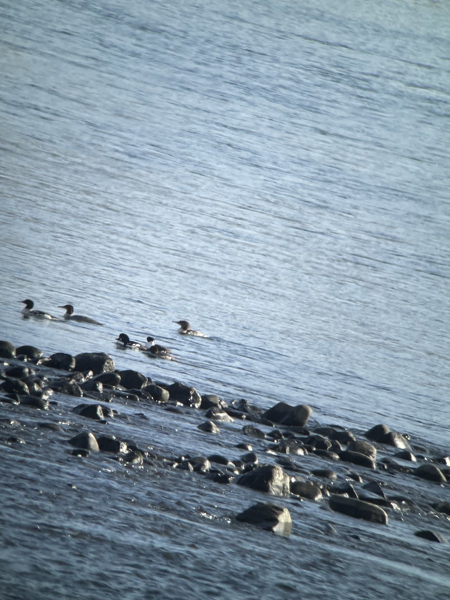 Barrow's Goldeneye - ML645572280