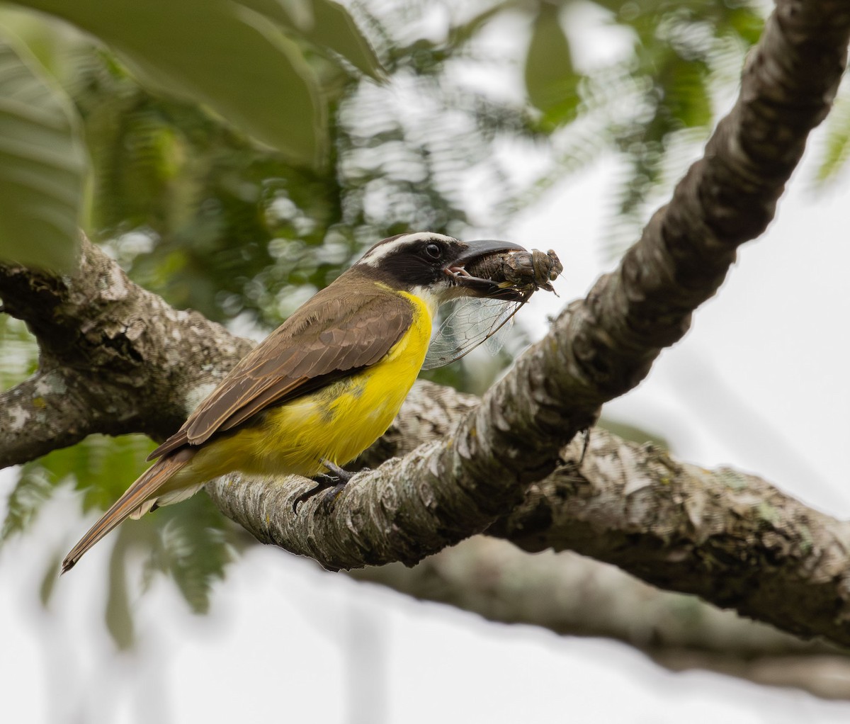Пітанга-великодзьоб - ML645572292