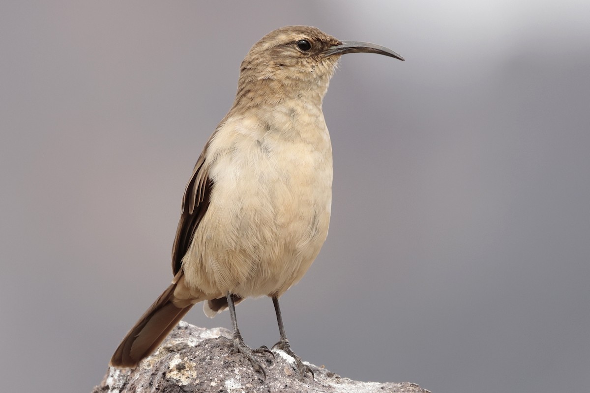 Langschnabel-Erdhacker - ML645572294