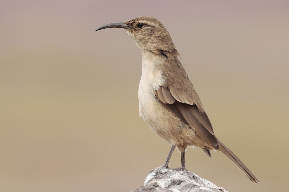 Langschnabel-Erdhacker - ML645572295