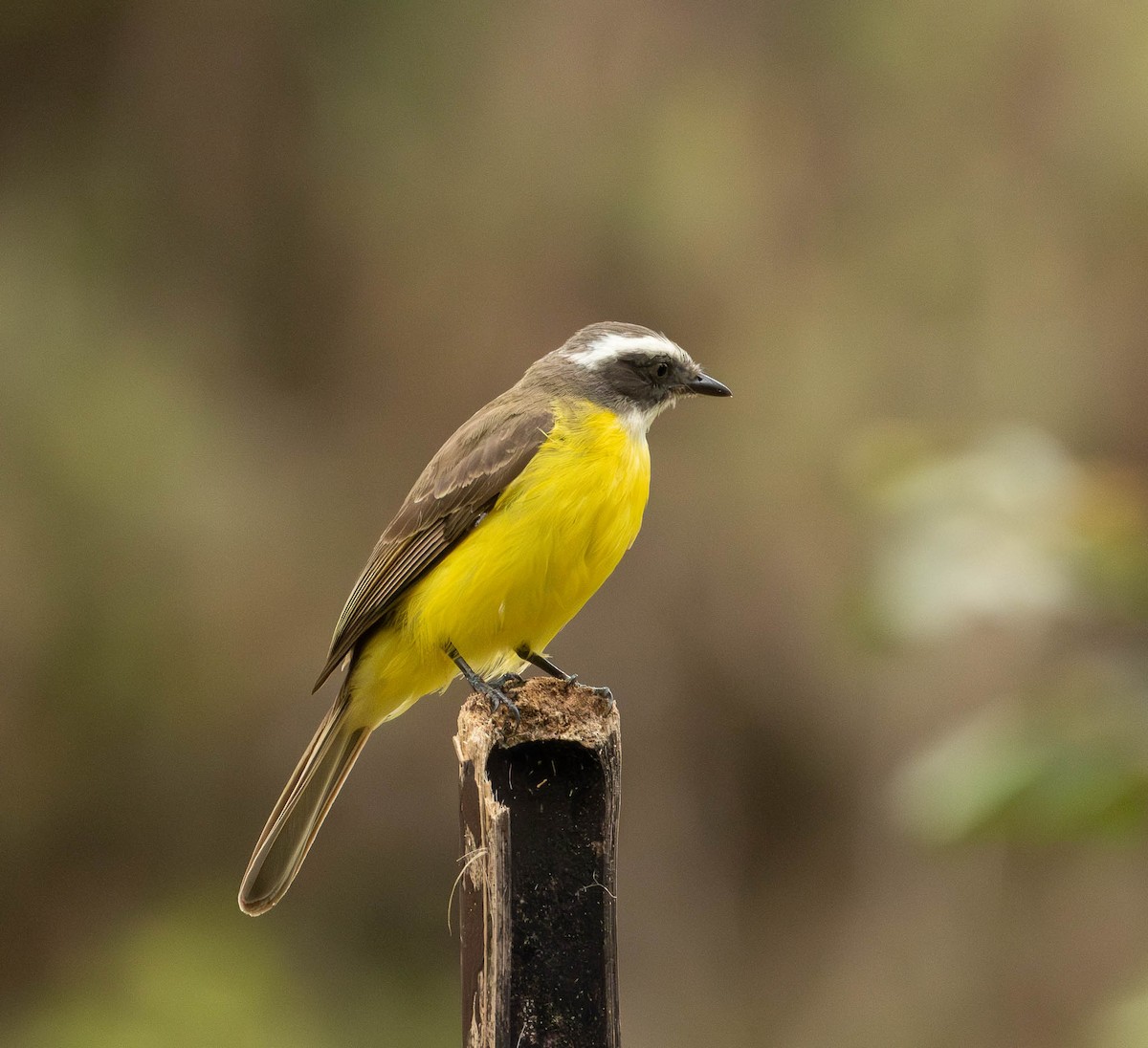 Sosyal Tiran - ML645572303