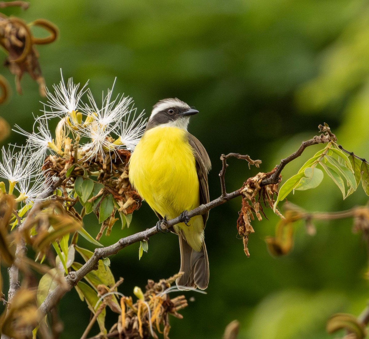 Sosyal Tiran - ML645572305