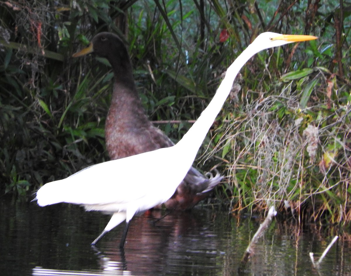 Great Egret - ML645572314