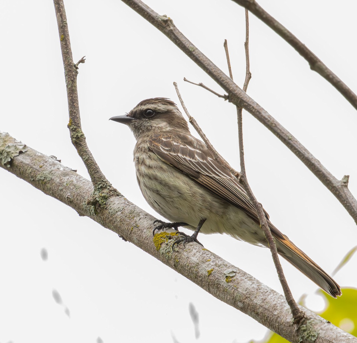 Variegated Flycatcher - ML645572316