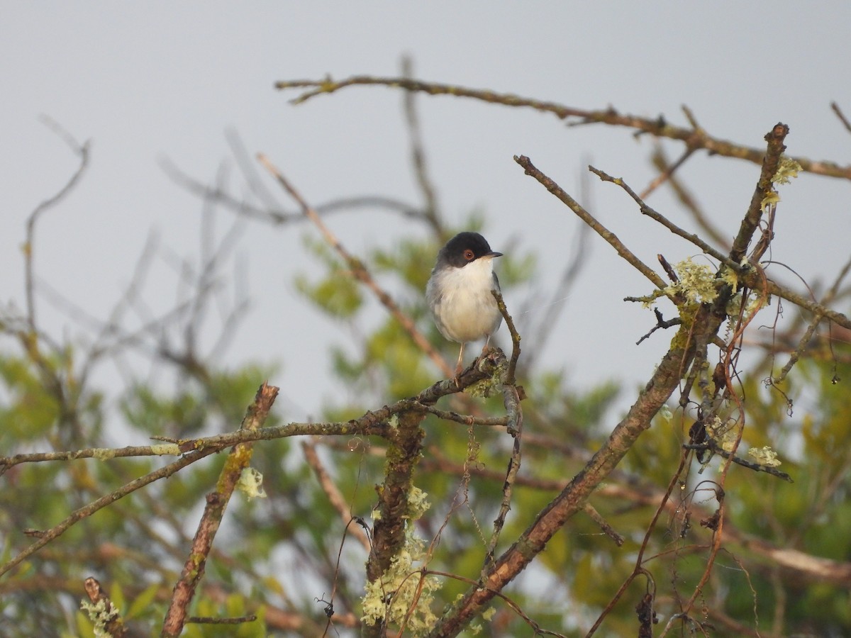 Sardinian Warbler - ML645572318