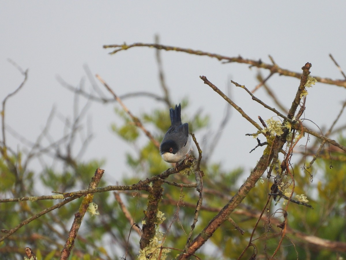 Sardinian Warbler - ML645572325