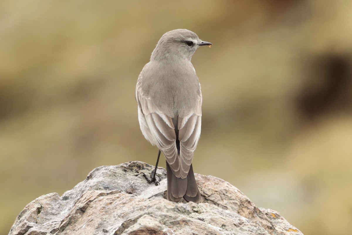 Puna Ground-Tyrant - ML645572329