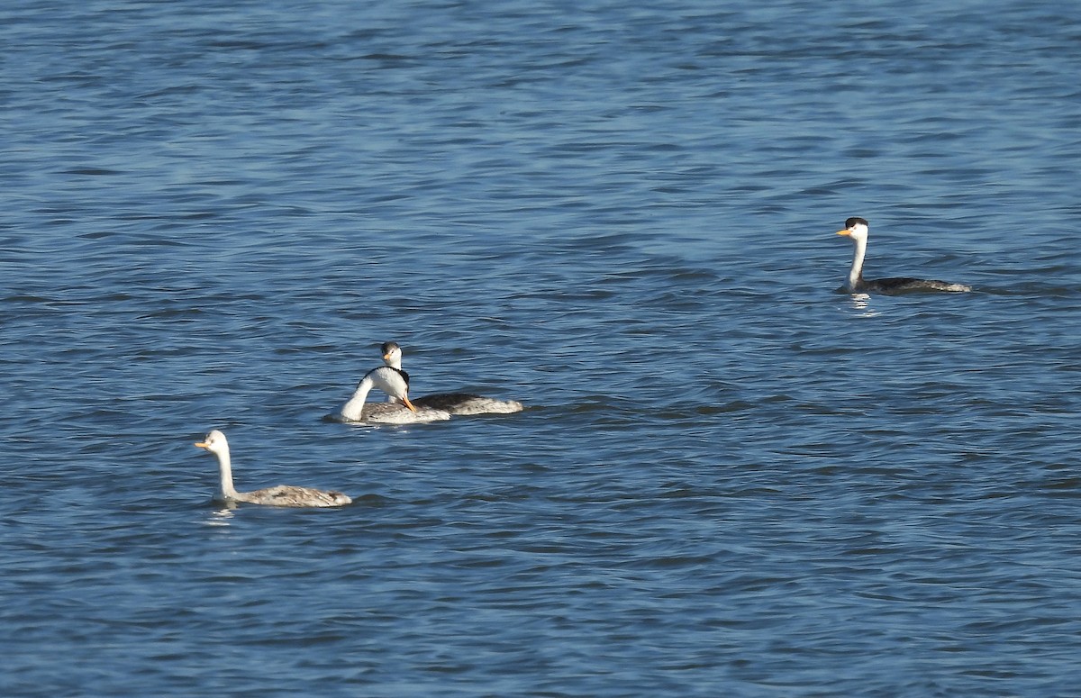 Clark's Grebe - ML645572332