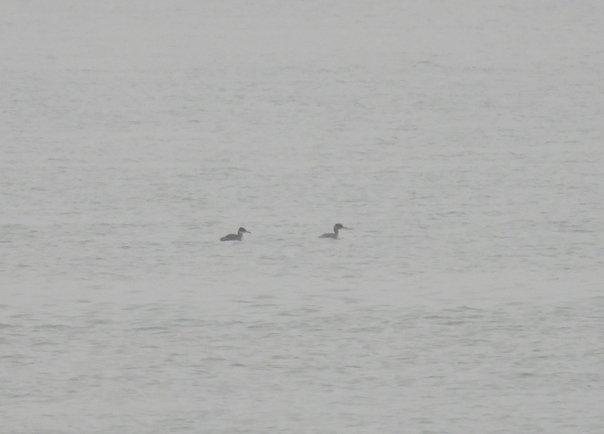 Red-necked Grebe - ML645572339