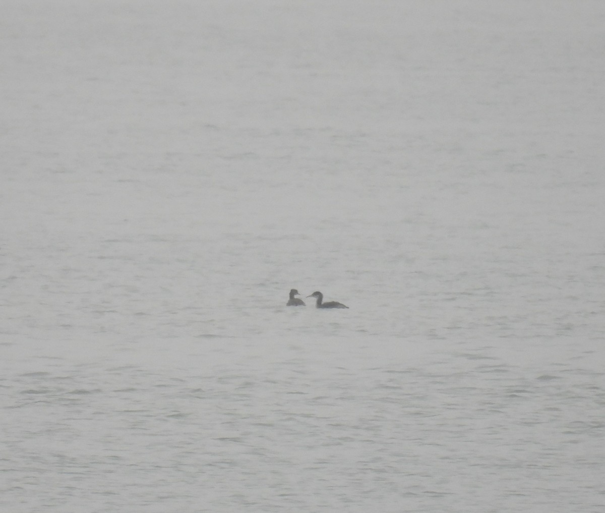 Red-necked Grebe - ML645572340