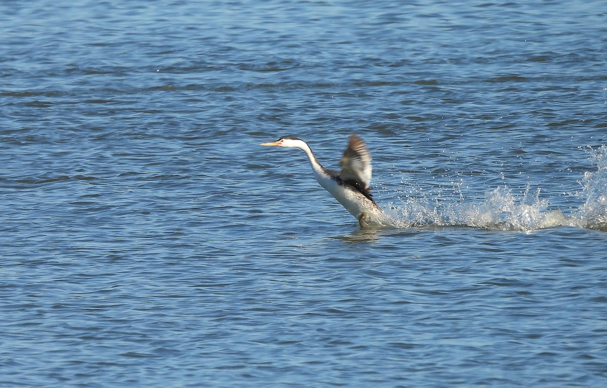 Clark's Grebe - ML645572346