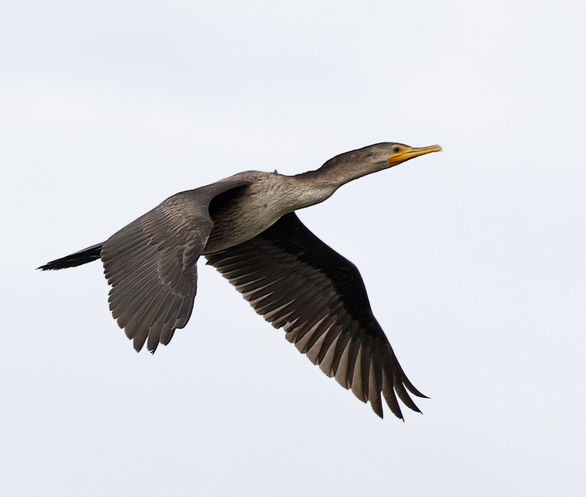 totoppskarv - ML645572348