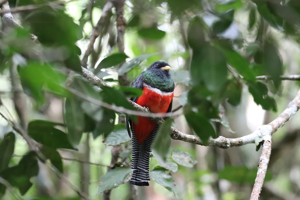 Collared Trogon - ML645572352