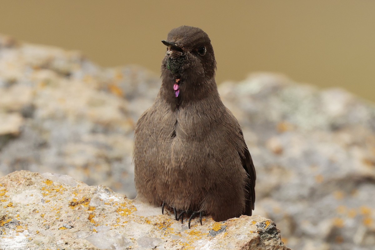 Olivaceous Thornbill - ML645572353
