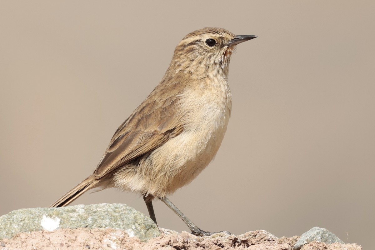 Synallaxe terrestre - ML645572372