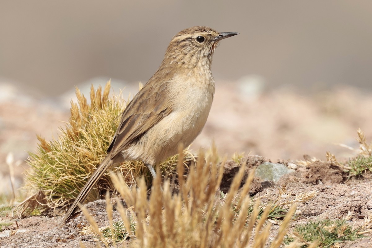 Synallaxe terrestre - ML645572373