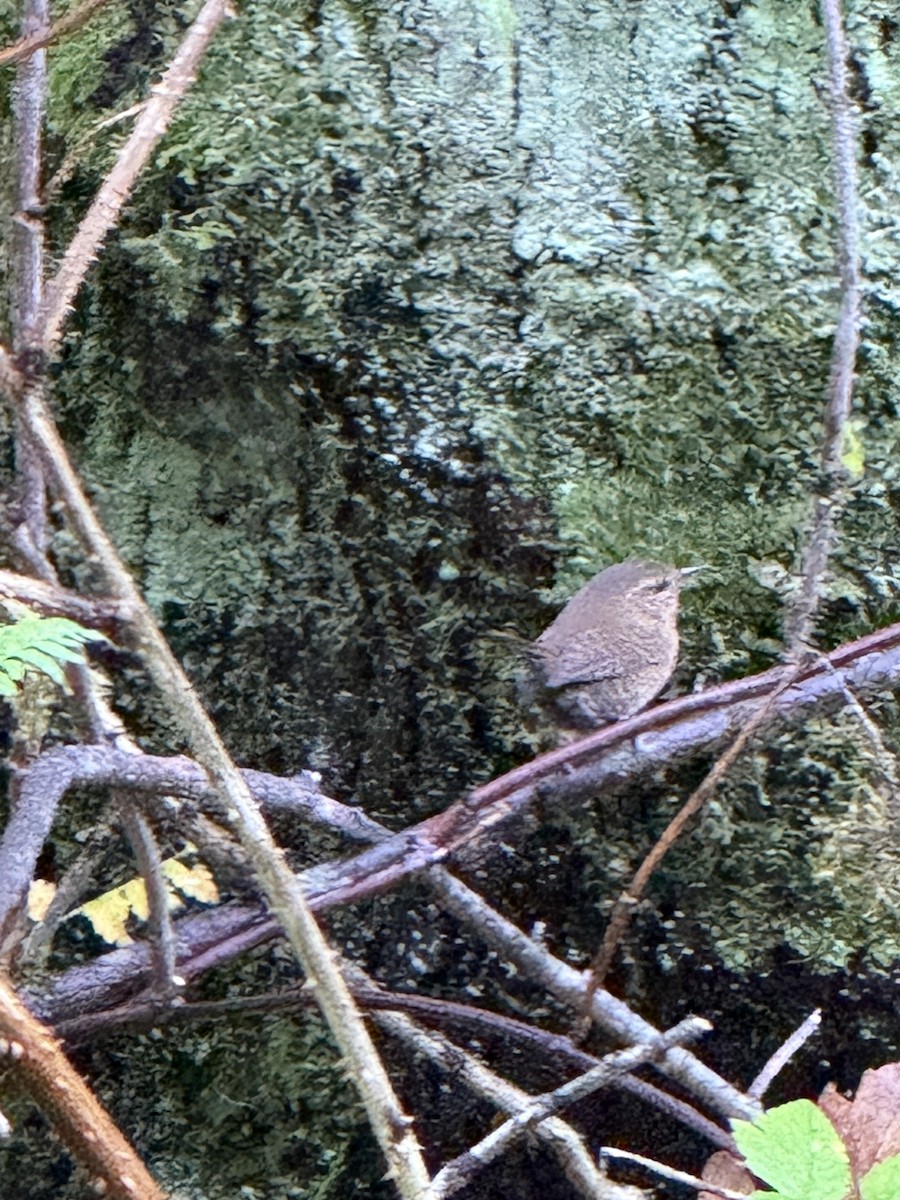 Pacific Wren - ML645572377