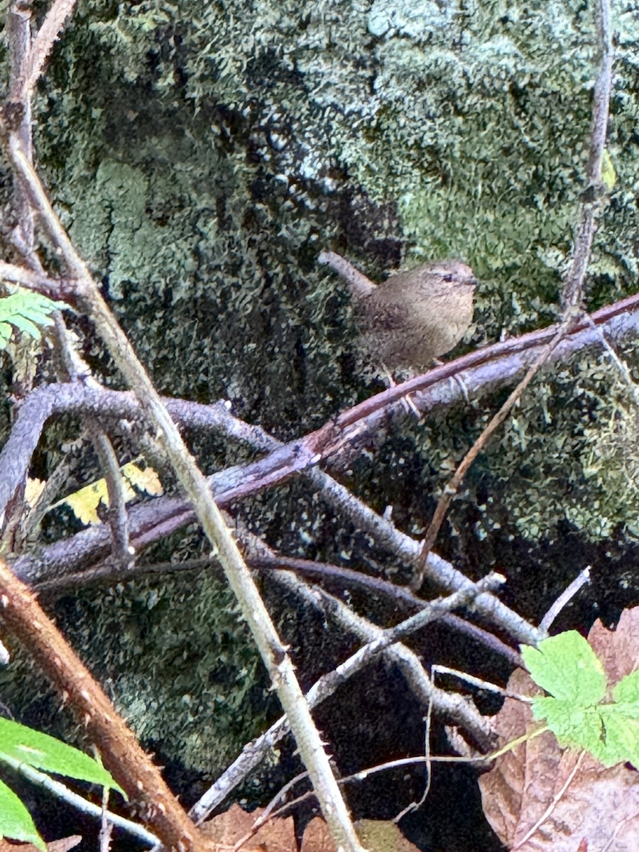 Pacific Wren - ML645572378
