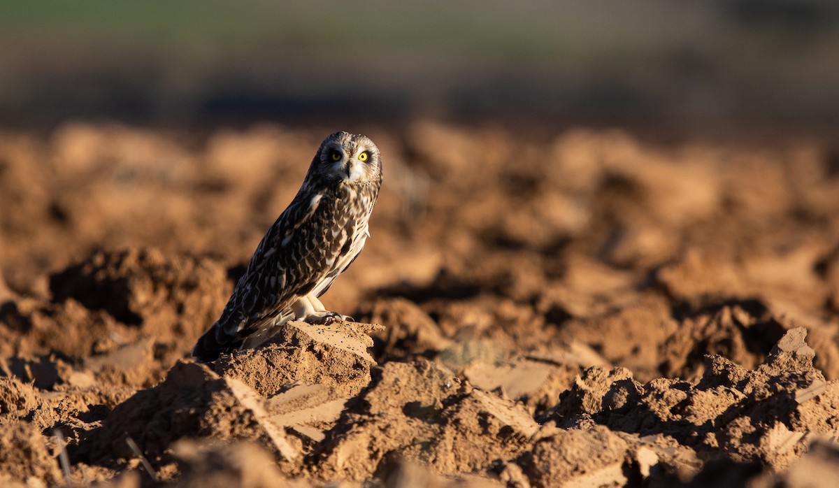 Short-eared Owl - ML645572399