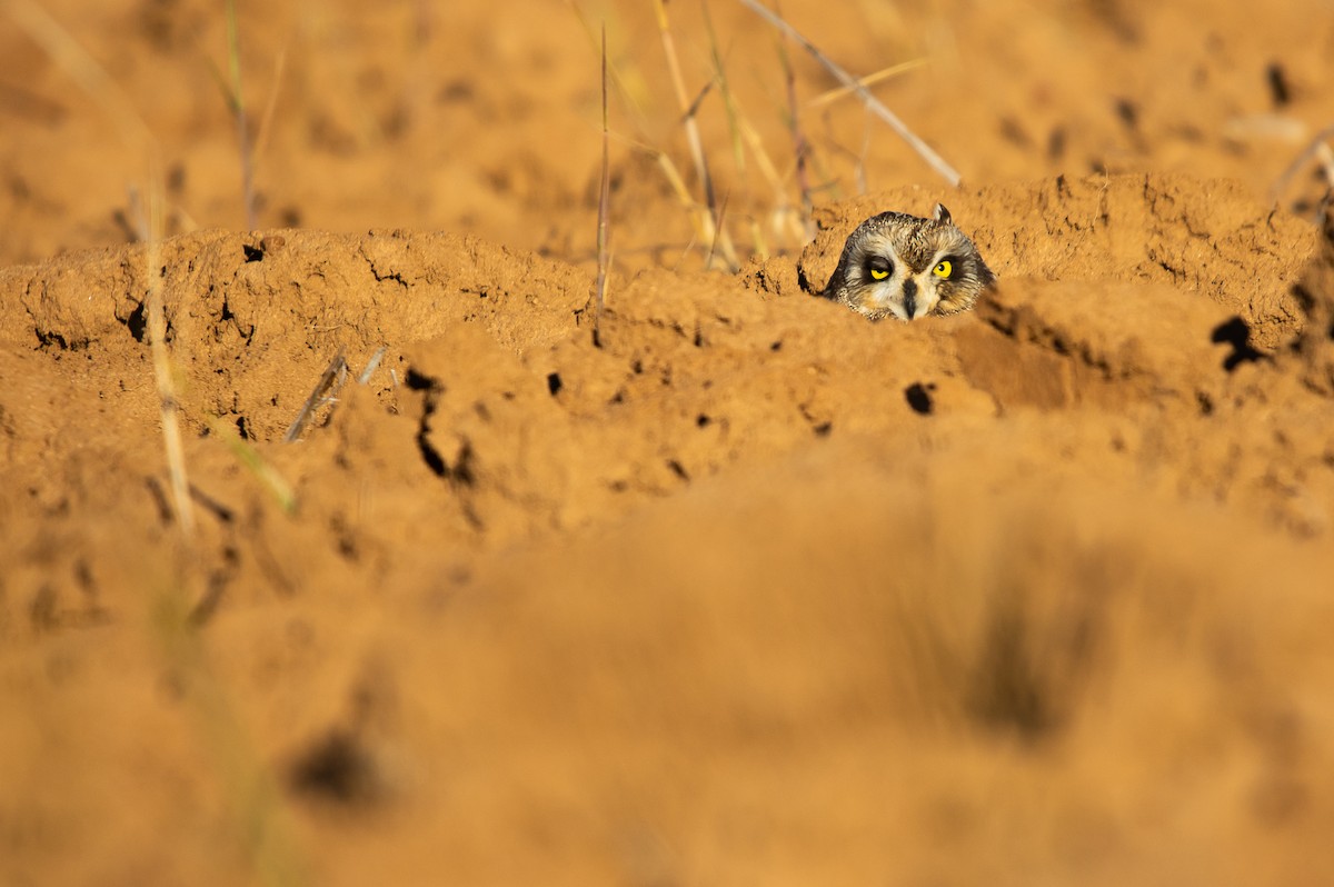 Short-eared Owl - ML645572400