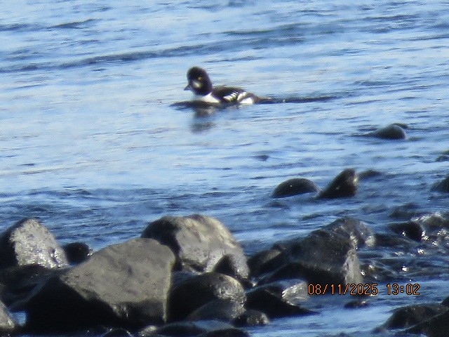 Barrow's Goldeneye - ML645572405