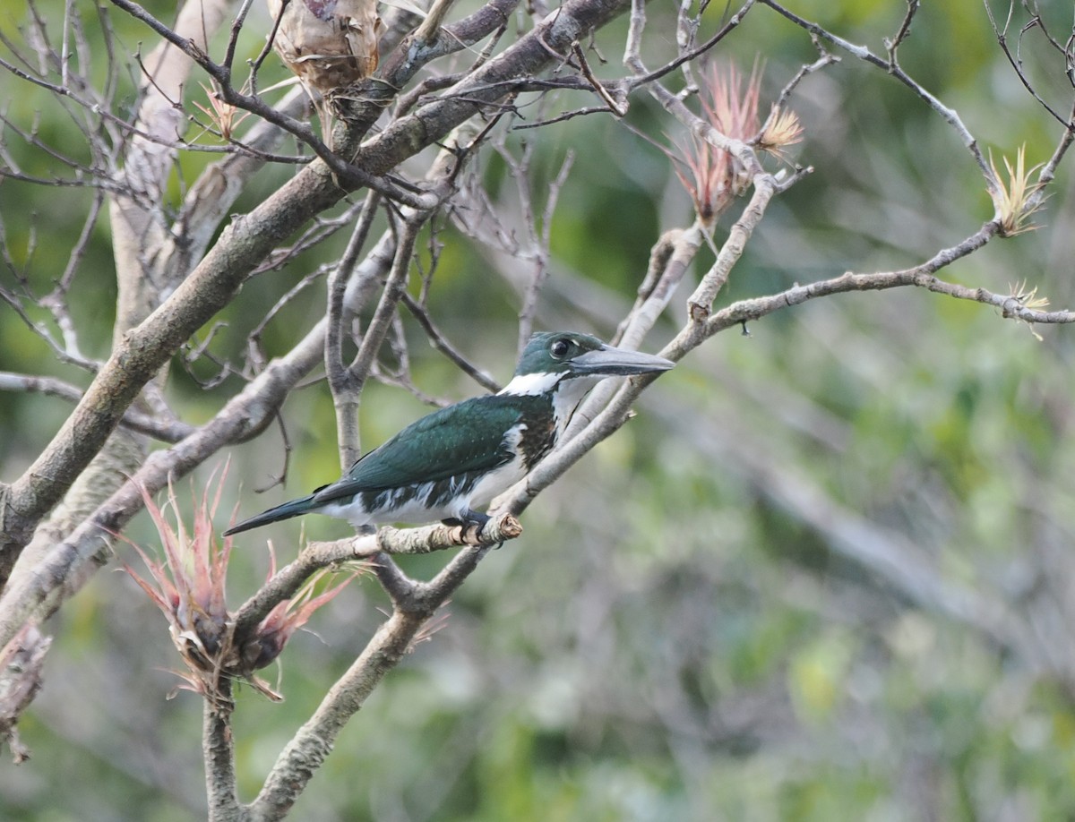 Amazon Kingfisher - ML645572410