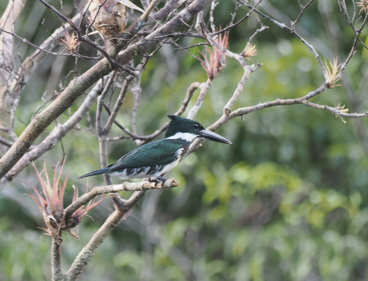 Amazon Kingfisher - ML645572411