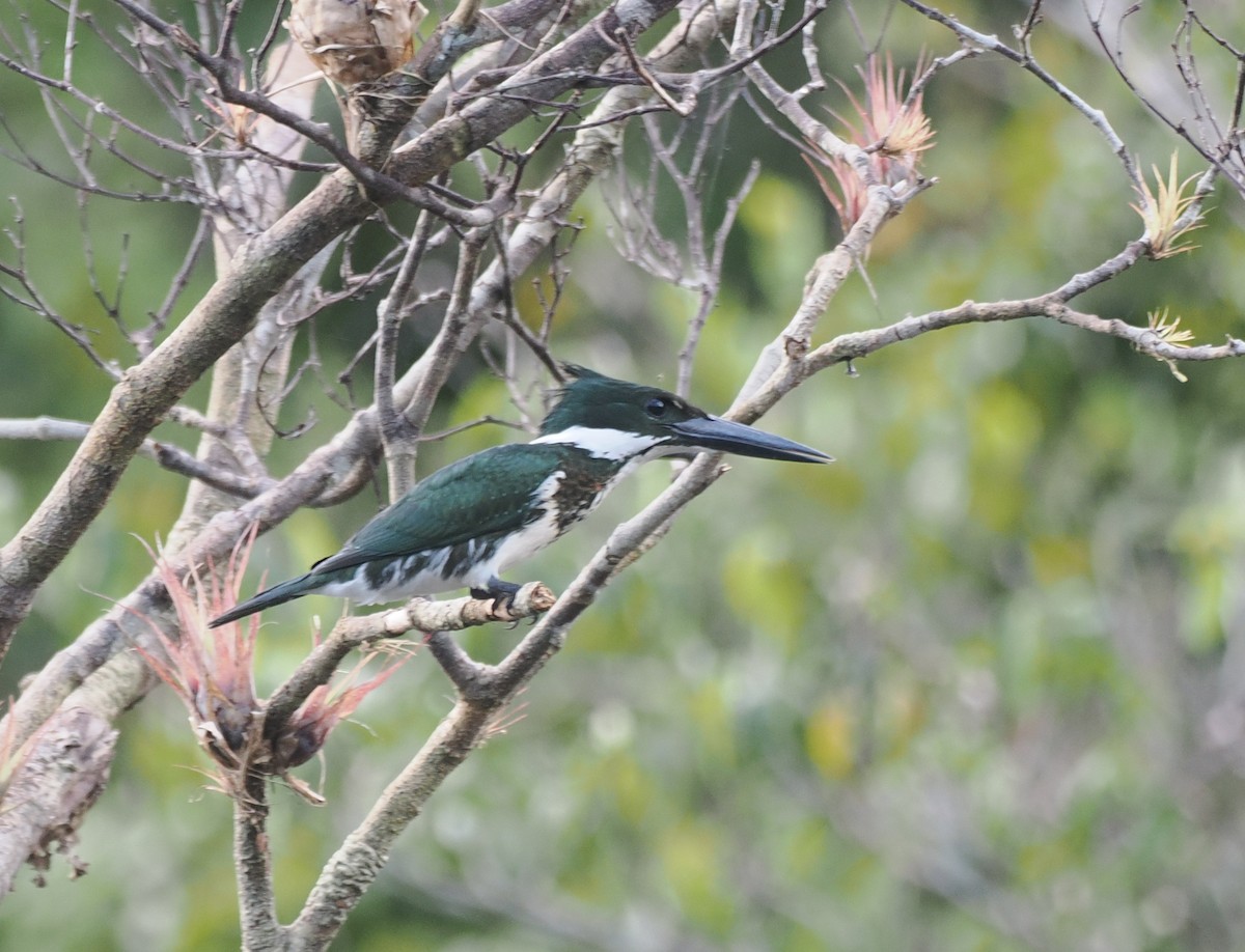 Amazon Kingfisher - ML645572412