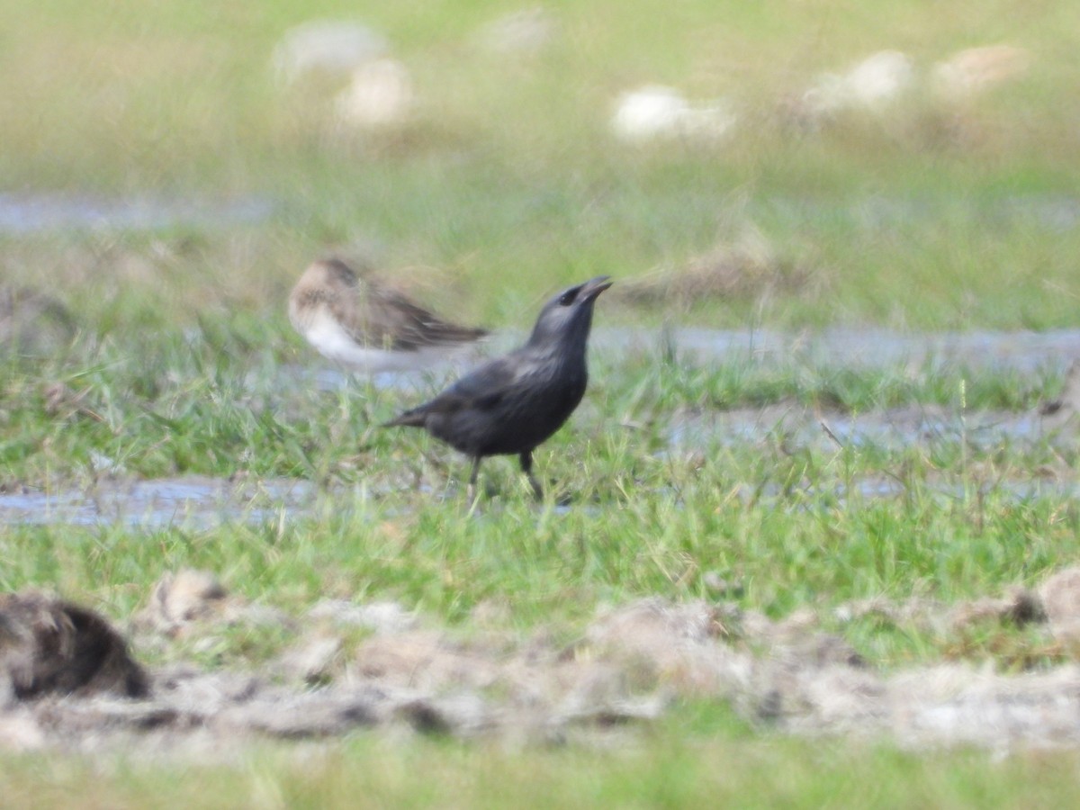 זרזיר שחור - ML645572422