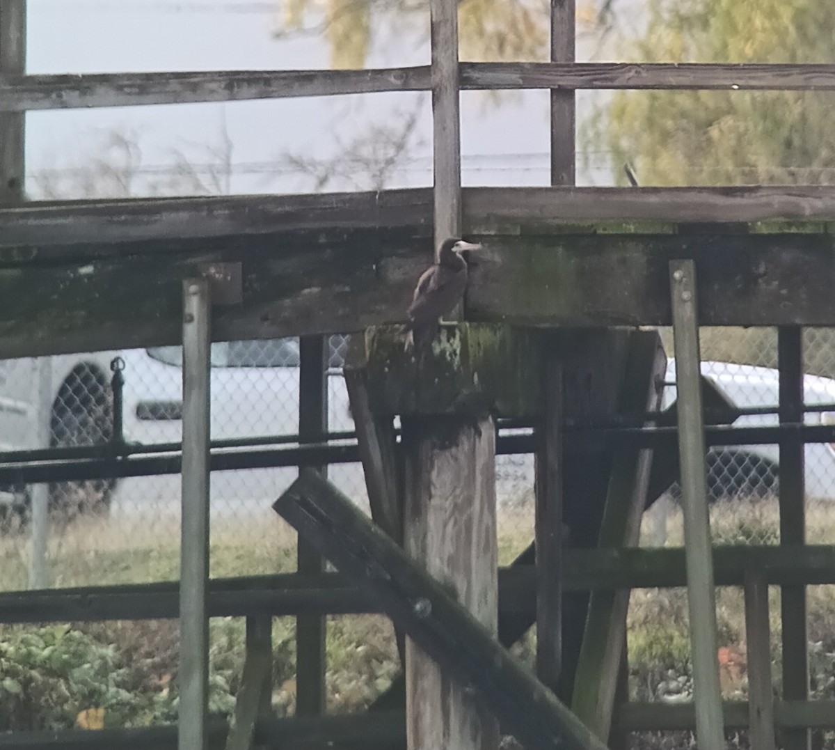 Cocos Booby - ML645572423