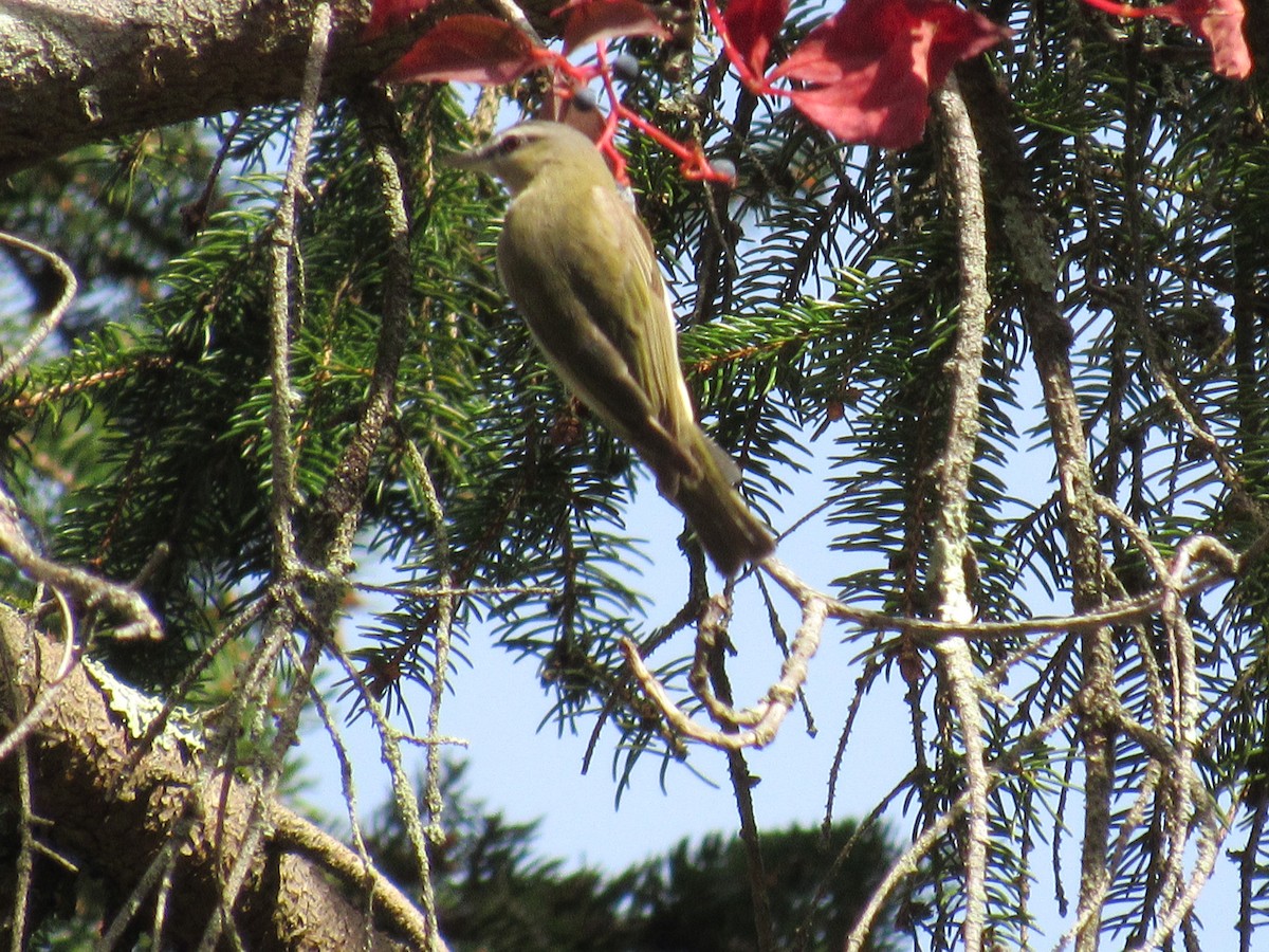 Красноглазый виреон - ML645572448