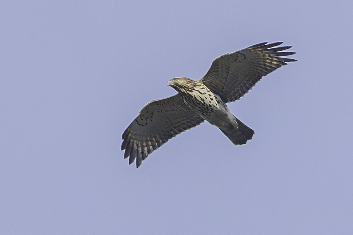 Red-shouldered Hawk - ML645572463