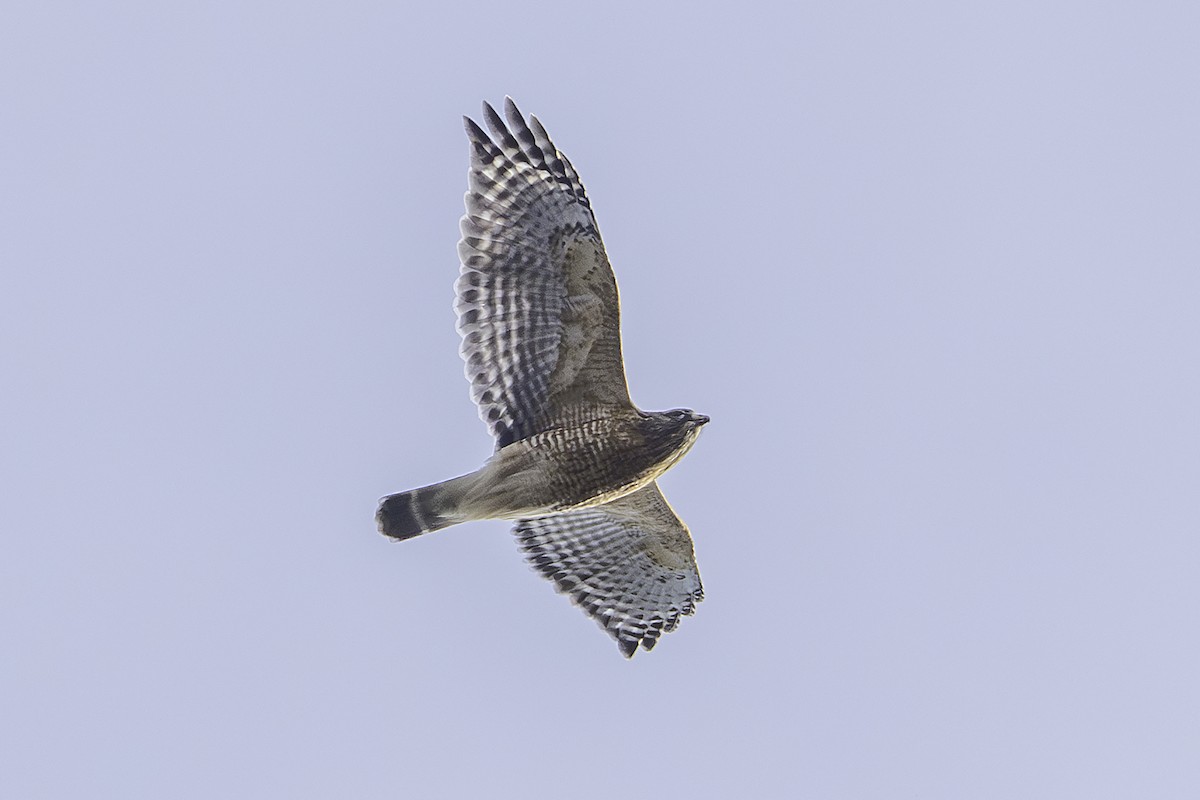 Red-shouldered Hawk - ML645572464
