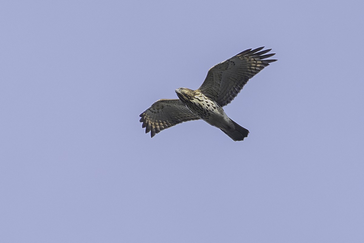Red-shouldered Hawk - ML645572468