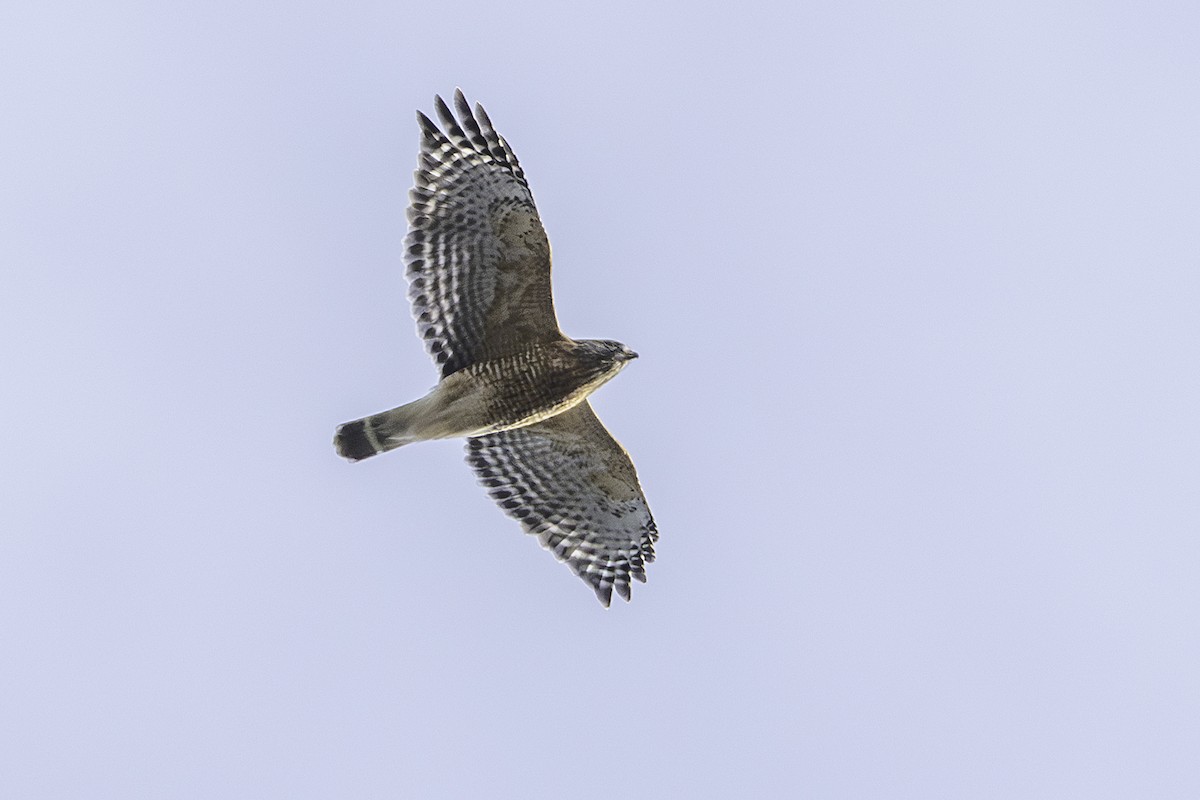 Red-shouldered Hawk - ML645572472