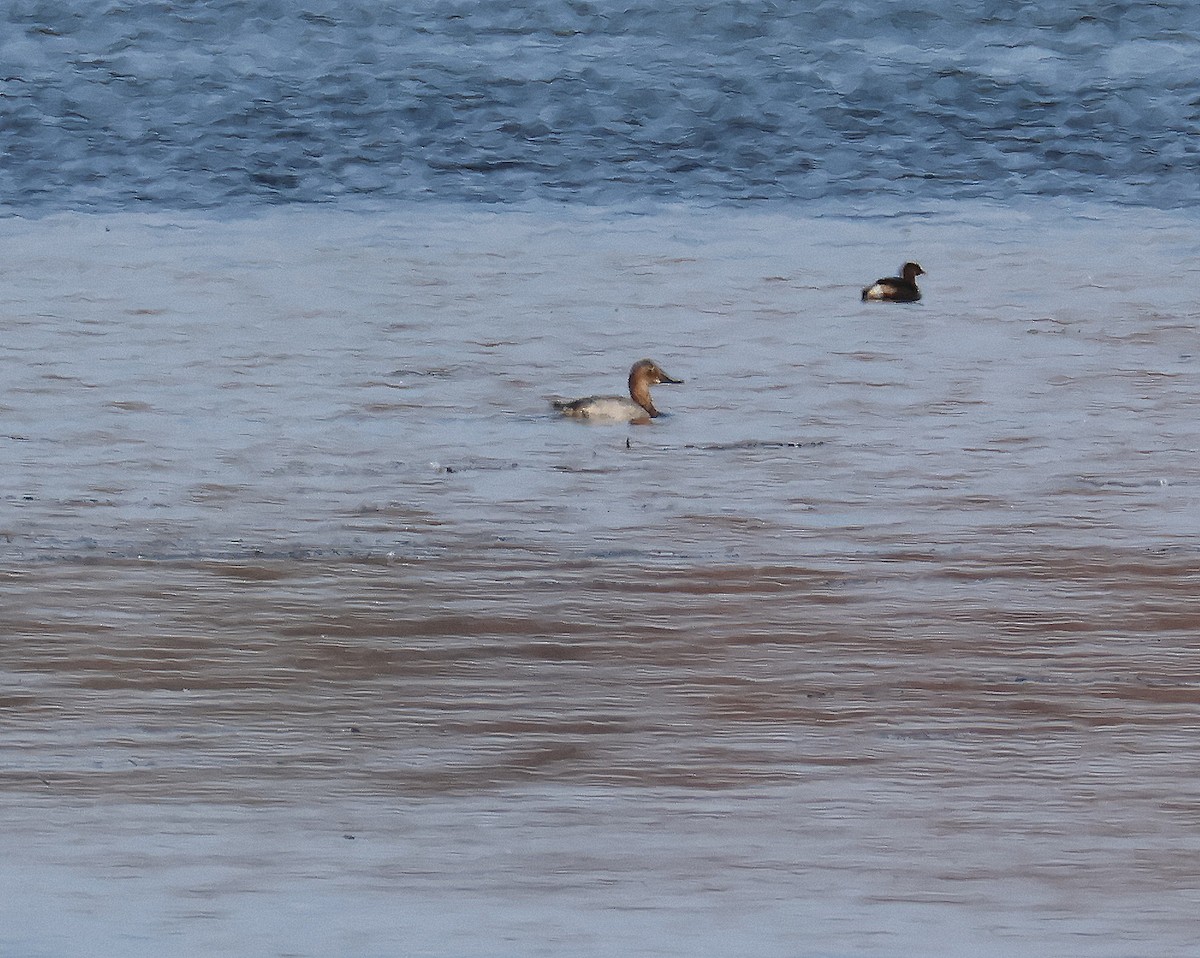 Murgilari bizkarzuria - ML645572482