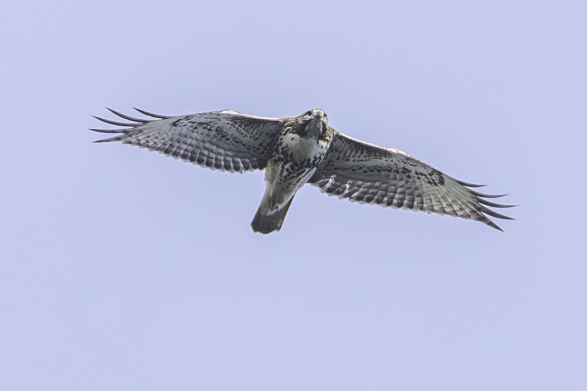 Red-tailed Hawk - ML645572486