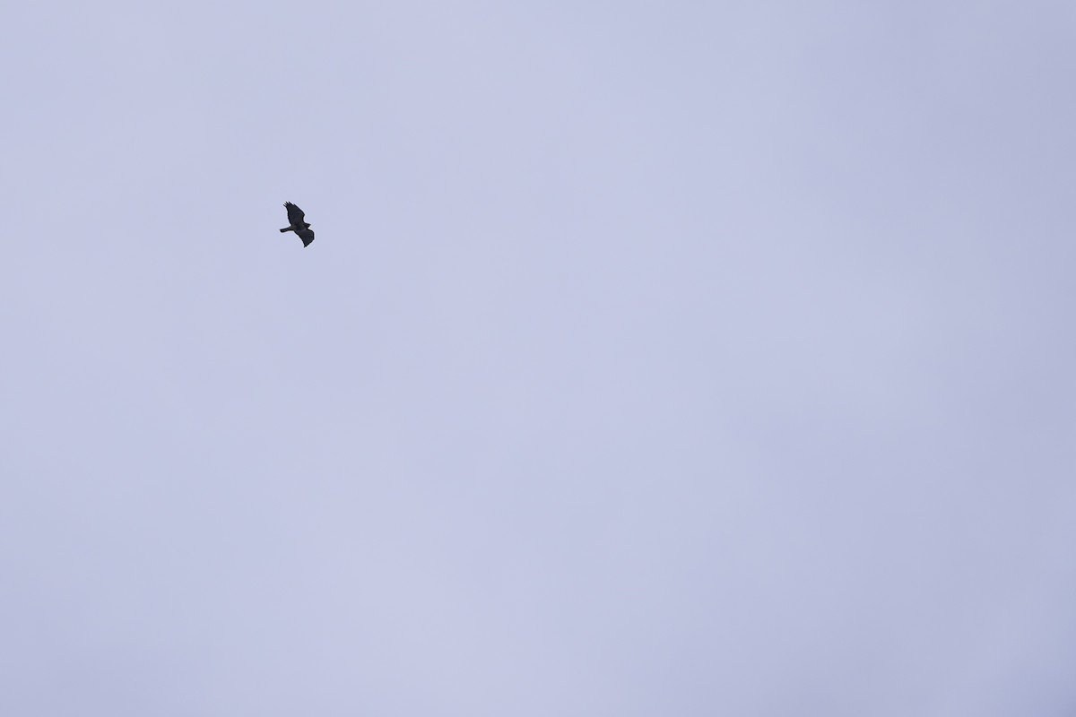 Red-tailed Hawk - ML645572487