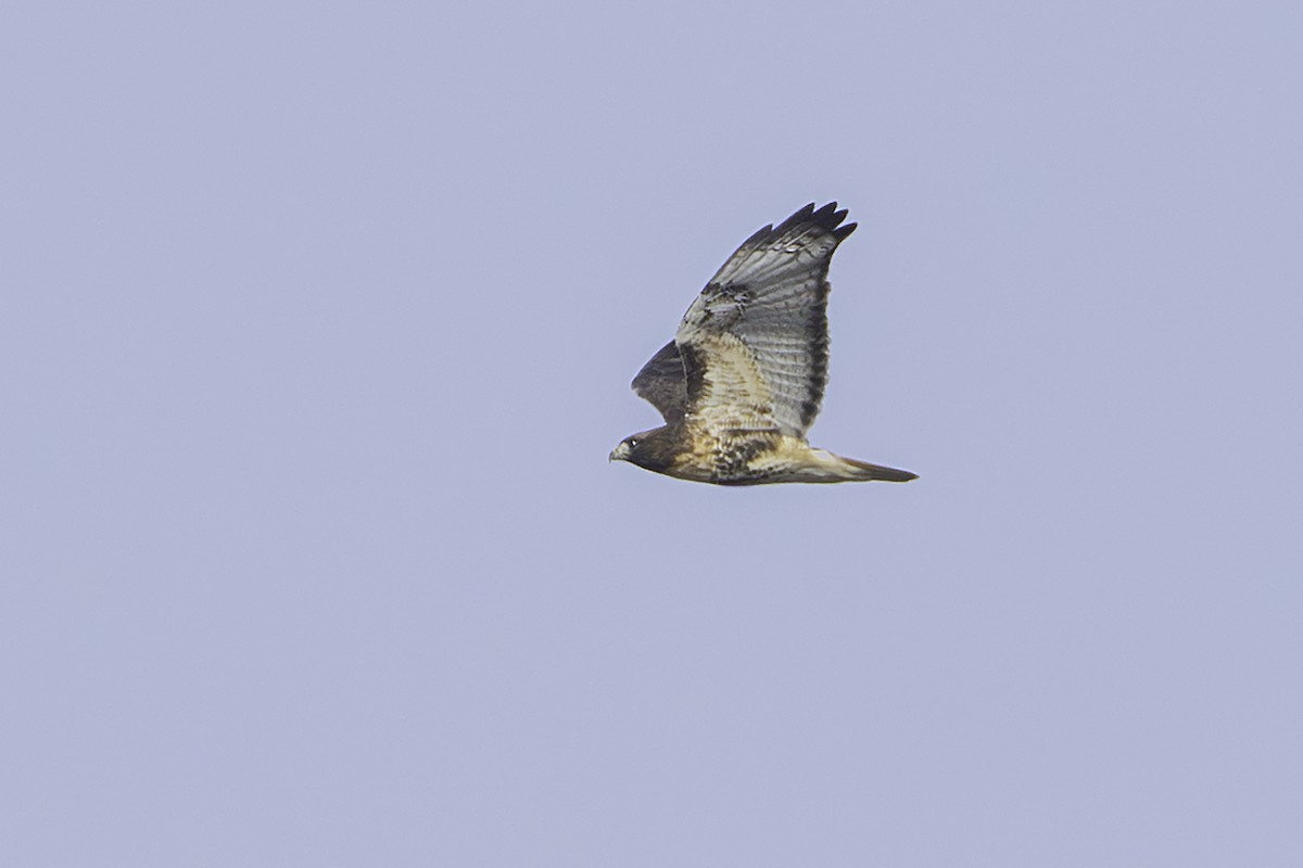 Red-tailed Hawk - ML645572489