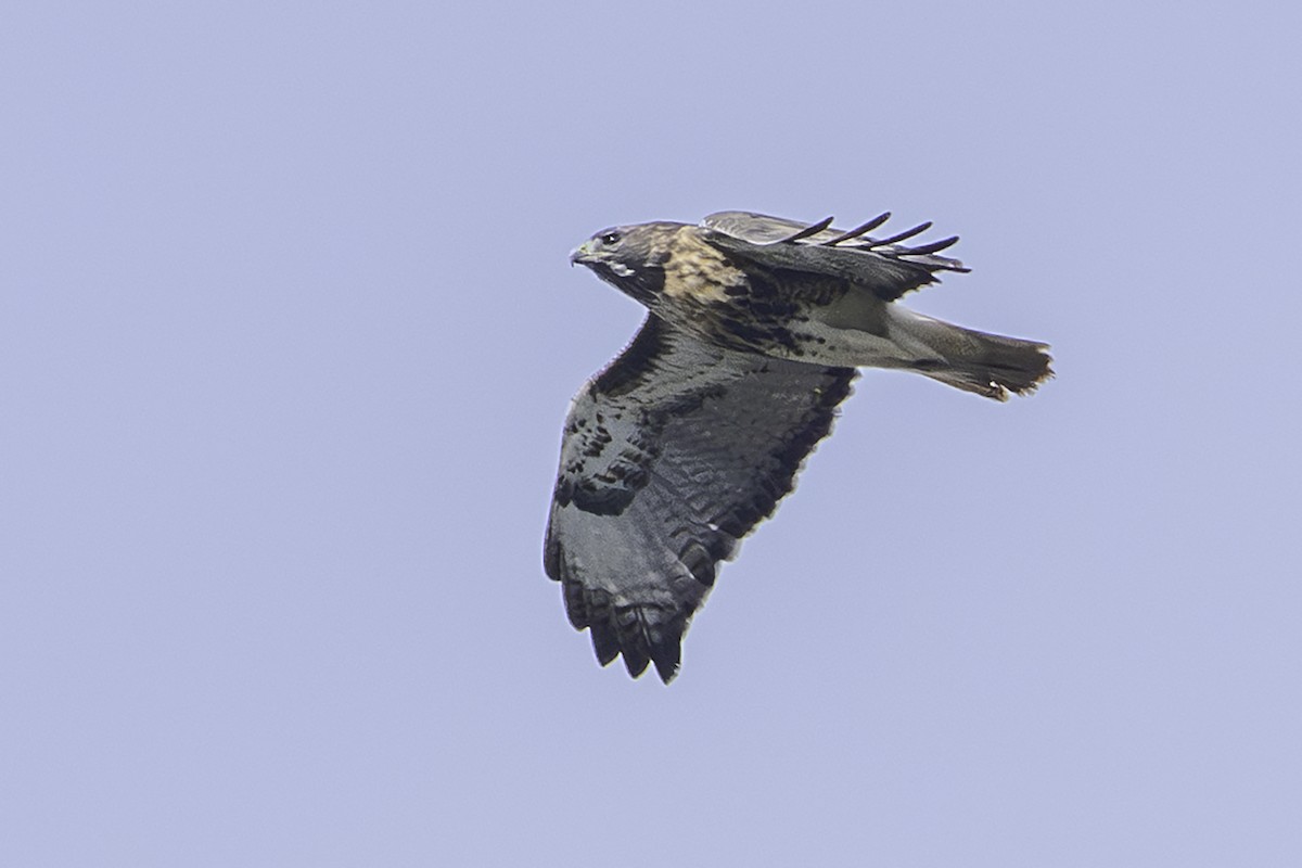 Red-tailed Hawk - ML645572491
