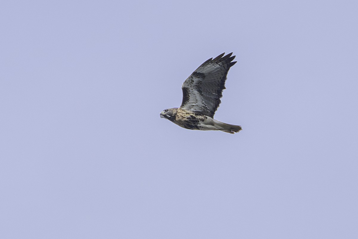 Red-tailed Hawk - ML645572492