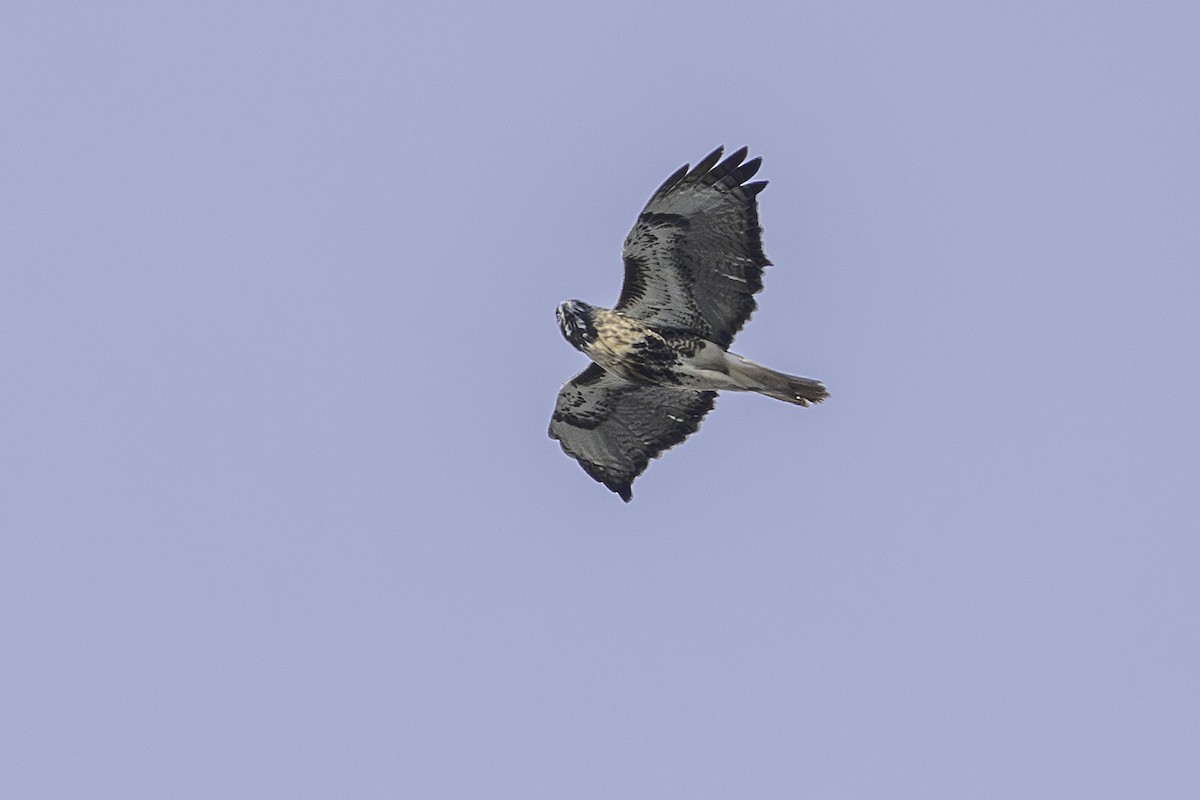 Red-tailed Hawk - ML645572493
