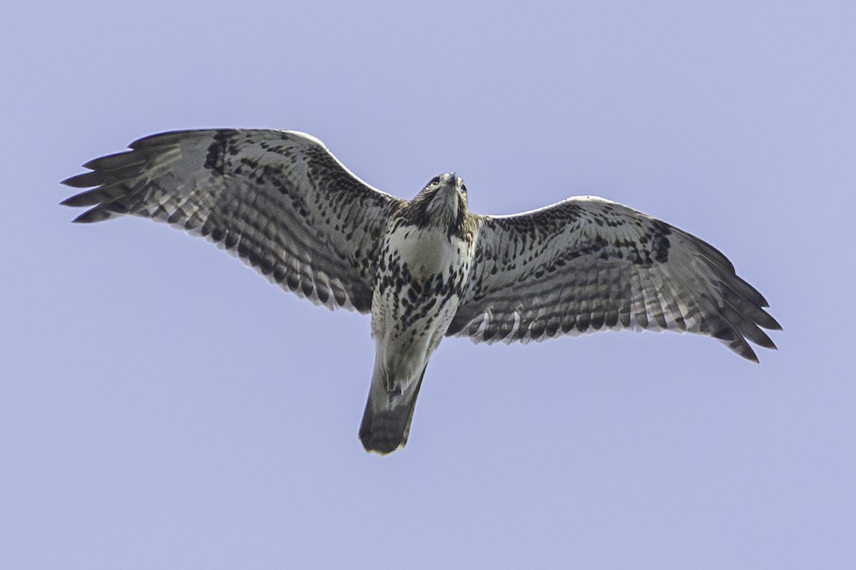 Red-tailed Hawk - ML645572494