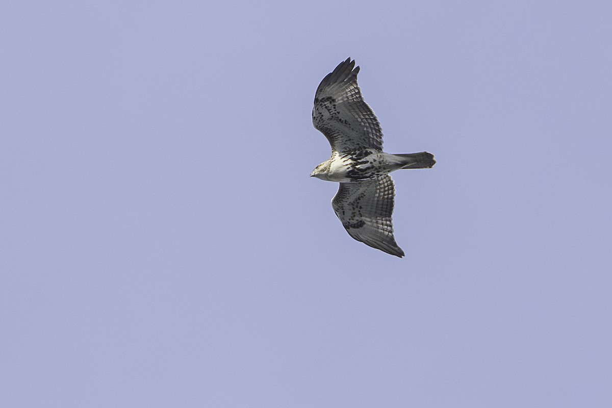 Red-tailed Hawk - ML645572495