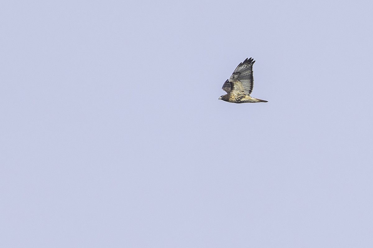 Red-tailed Hawk - ML645572497