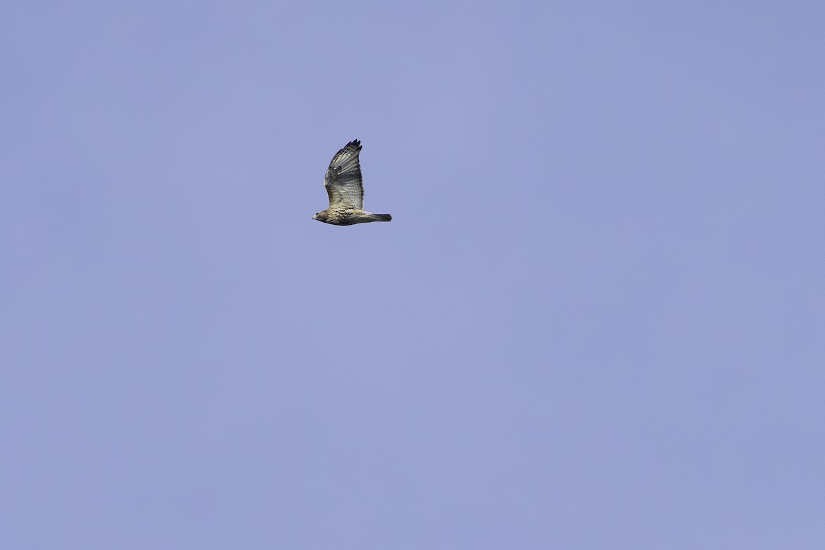 Red-tailed Hawk - ML645572498