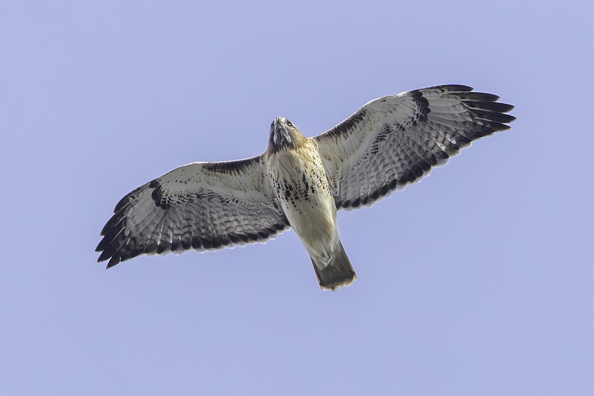 Red-tailed Hawk - ML645572500