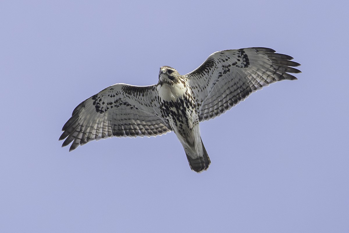 Red-tailed Hawk - ML645572501