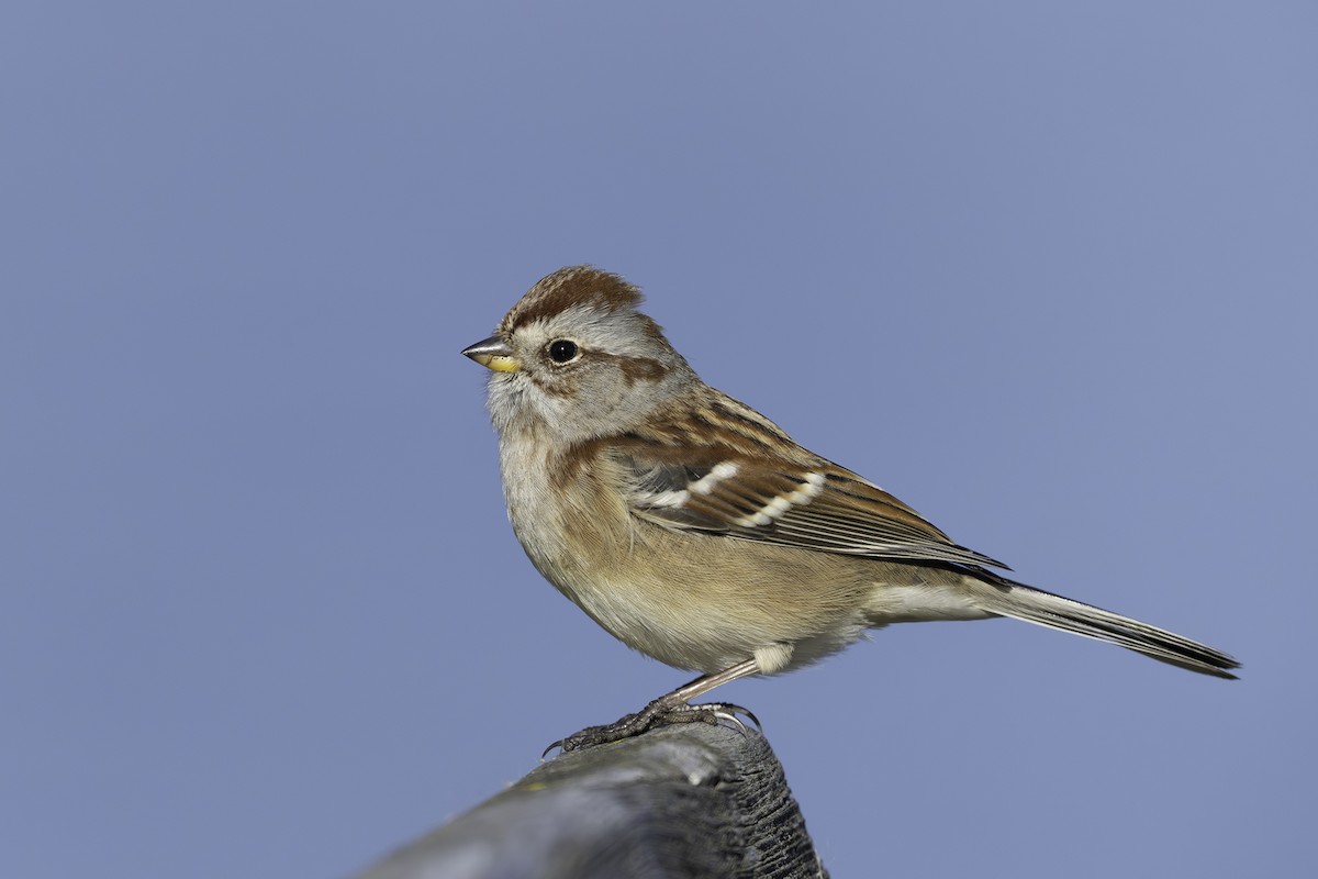 American Tree Sparrow - ML645572510